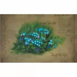 Liz Swindle Recommend Holder Forget Me Not No Flip