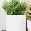 Marjoram Square Ceramic Pot White 7.5 Inch 1 Marjoram Square Ceramic Pot White 7.5 Inch -Modest Clothing Sales 132701420Marjoram20Square20Ceramic20Pot20White207.520inch